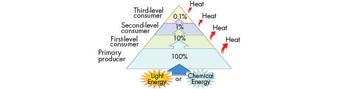 Energy Flow in Ecosystems Pyramids of Energy On average, about 10 percent of the energy available within one trophic level is transferred to the next trophic level.