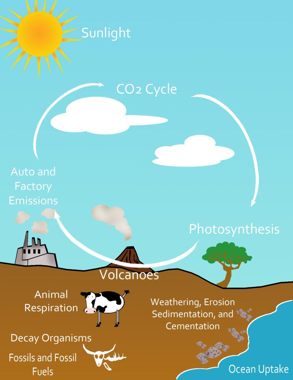 Cycles of Matter The Carbon Cycle When organisms die, decomposers break down the bodies, releasing carbon to the environment.