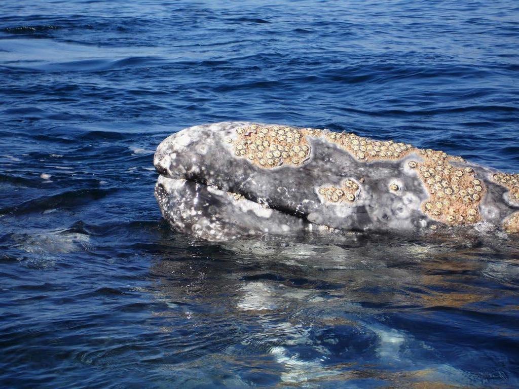 Niches and Community Interactions Commensalism Barnacles often attach themselves to a whale s skin. They perform no known service to the whale, nor do they harm it.