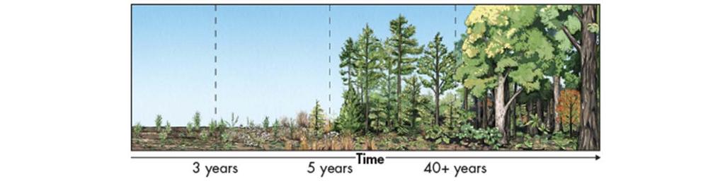 Succession Secondary Succession Sometimes, existing communities are not completely destroyed by disturbances. In these situations, secondary succession occurs.