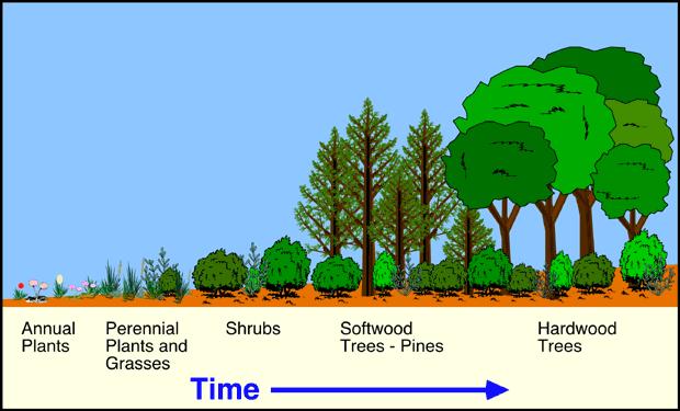 Succession Why Succession Occurs Every organism changes the environment it lives in.