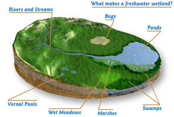Aquatic Ecosystems Freshwater Wetlands A wetland is an ecosystem in which water either covers the soil or is present at or near the surface for at least part of the year.