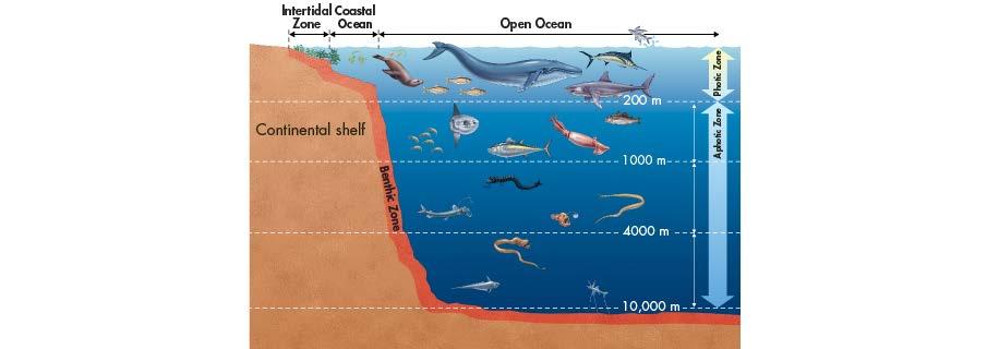 Aquatic Ecosystems Open Ocean The open ocean begins at the edge of the continental shelf and extends outward. More than 90 percent of the world s ocean area is considered open ocean.