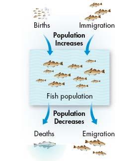 How Populations Grow Population Growth A population will increase or decrease in size depending on how many individuals are added to it or removed from it.