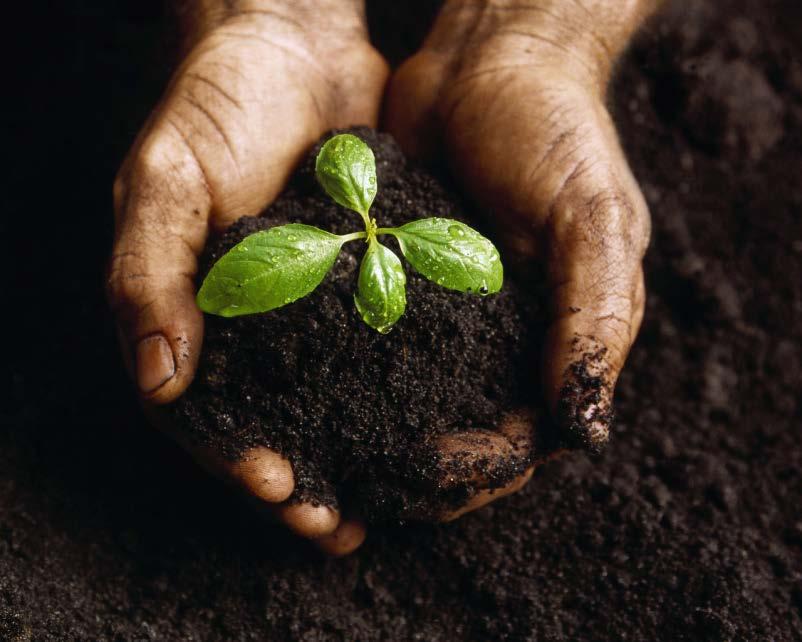 Good topsoil is produced by longterm interactions between soil and the plants growing in it.