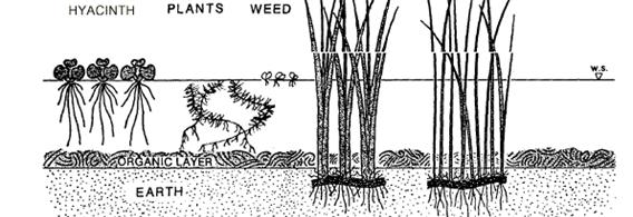 Main Types of CW Based on water flow characteristics surface flow (visible water surface) subsurface flow (water below soil surface) Based on plant species characteristics Floating, submerged or