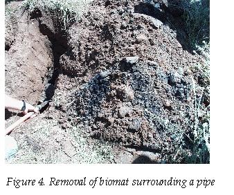 The biomat extends into the soil; therefore the fabric is not inhibiting biomat development in the soil (Anderson, 1982).