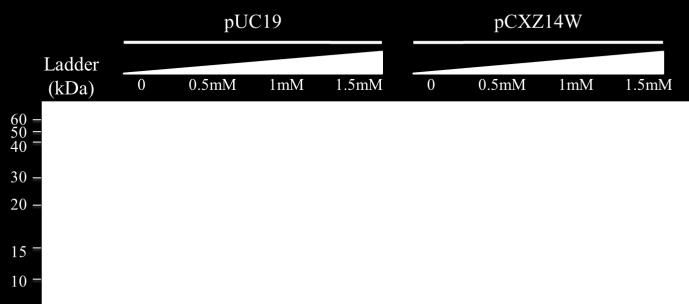 After screening for clones lacking the β-galactosidase activity, DNA sequencing confirmed the insertion of rop with polyhistidine-tag in frame into puc19 MCS.