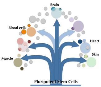Stem Cells Stem cells have