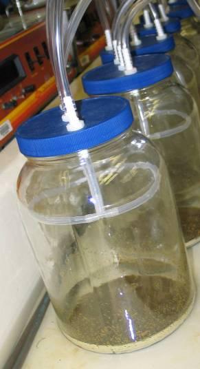 1 gallon glass jars (steady state flux chambers) with manure @ as produced urine : feces At least