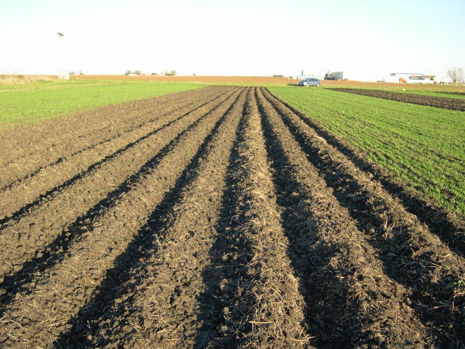 Organic systems require pre-plant tillage Ridge till and