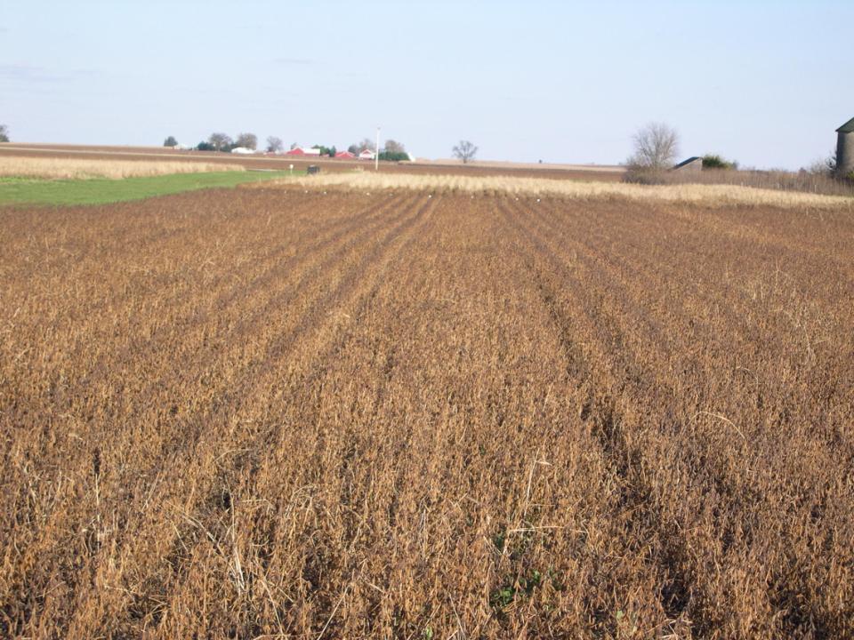 Early November Plot yields ranged from 51.6 to 58.