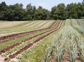 the main benefit from cover crops derives from their roots Root biomass is often in the