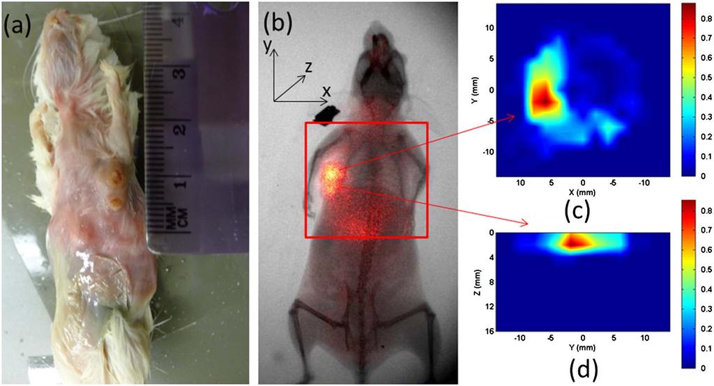 Fig. 6. (Color online) FMT images using NIR-830-ATF-IONP: (a) photograph of the mouse, (b) x ray/planar fluorescence image of the mouse, (c) cross section of the FMT slice, (d) the sagittal FMT slice.