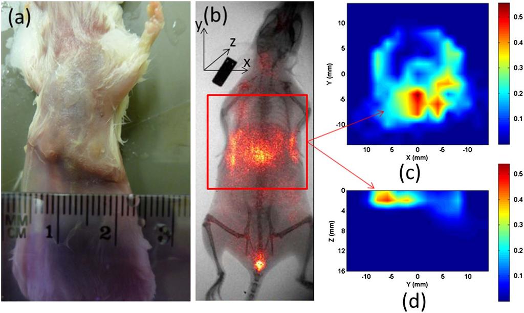 (Color online) FMT images using NIR-830-BSA-IONP: (a) photograph of the mouse, (b) x ray/planar fluorescence image of the mouse, (c) cross section of the FMT slice, (d) the sagittal FMT slice.