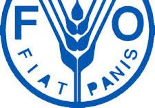 FAO: Suite of food security indicators Four food