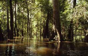 Incorporation terrestrial-aquatic fluxes Importance of aquatic C fluxes on catchment-scale: examples 1. Amazon basin [Richey et al.