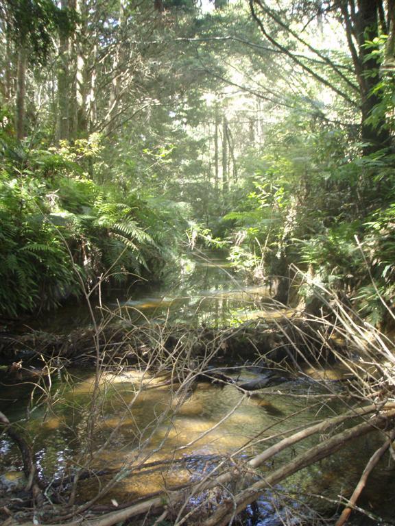permanent streams in the Auckland Region.