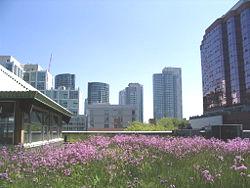 3 Access to and Infrastructure for Green Roofs A green roof may be either intensively or extensively planted, but in either case it will include a growing medium and plants which offer a number of