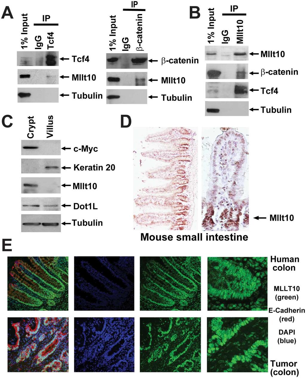 Fig 1. Mllt10/Af10 co-immunoprecipitates with Tcf4 in the mouse small intestinal crypt.