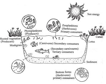 Ecosystem 2. List the biotic components of ecosystem. 3. What role do decomposers play in an ecosystem? 4. Mention two examples of (i) natural ecosystem (ii) man made ecosystem. MODULE - 2 5.