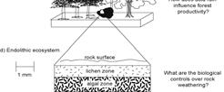 interact Biotic and abiotic processes Pools and fluxes Ecosystem components Fig. 1.