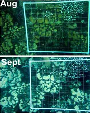 Can corals recover?