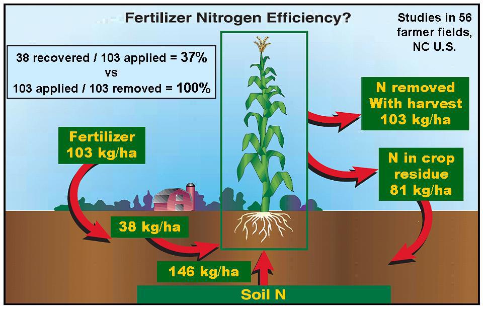 14 recovered/70 applied = 20% VS 70 removed/70 applied = 100% Fertilizer P 70 lb P 2 O 5 /A Fertilizer Phosphorus Efficiency Typical values for 185 bu/a corn in the Midwest P removed with harvest 70