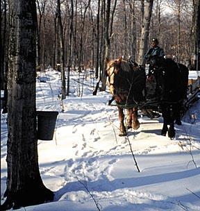 Adaptation example: Maple syrup production Sugaring season starts 8 days earlier and ends 11 days earlier than 40 years ago, meaning a 10% reduction in season duration If continued normal tapping