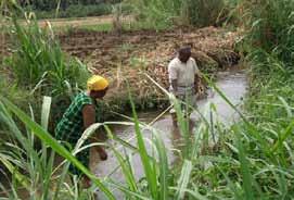 < No. 68 > Rice cultivation in Africa <Part 2> Lessons learned in the Development Study on National Irrigation Master Plan in Tanzania The Tanzanian government requested Japan to assist with the