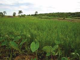 < No. 69 > Rice cultivation in Africa <Part > Upland rice cultivation in Uganda Uganda s rice cultivation is mainly paddy rice, grown in the low-land wetlands in the eastern part of the country where