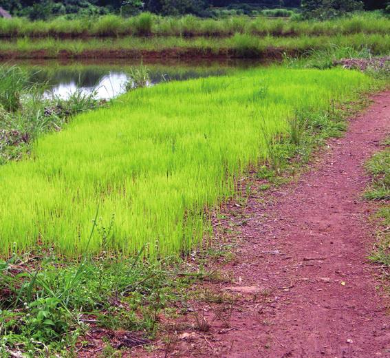 < No. 70 > Rice cultivation in Africa <Part 4> Rain-fed rice cultivation in Guinea Not many people know that the West African country Guinea has a 2000-year tradition of rice cultivation.