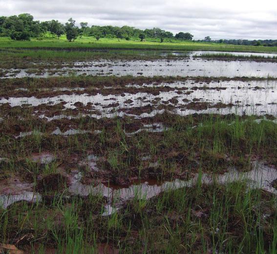 On the contrary, paddy rice cultivation used to be dependent on rain fall and water naturally running along the land contours in the rainy season, but after achieving independence, the country made