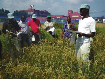 < No. 71 > Rice Cultivation in Africa <Part 5> Training course on Upland Rice Variety Selection Techniques for Africa for trial cultivation to determine the optimal amount of fertilizer application