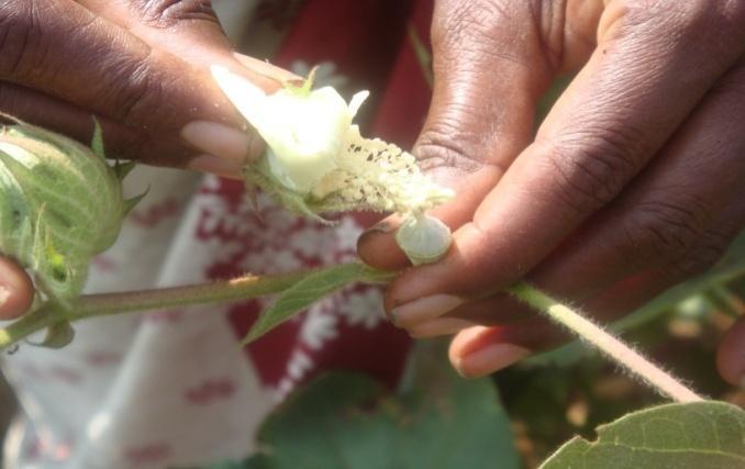 Cotton Hybrid seed production Doak method of emasculation, Hand Pollination Labor shortage, cost increase.. Rs.