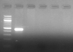 - 3 G. raimondii Ulbr. - 4 D genome - 1.