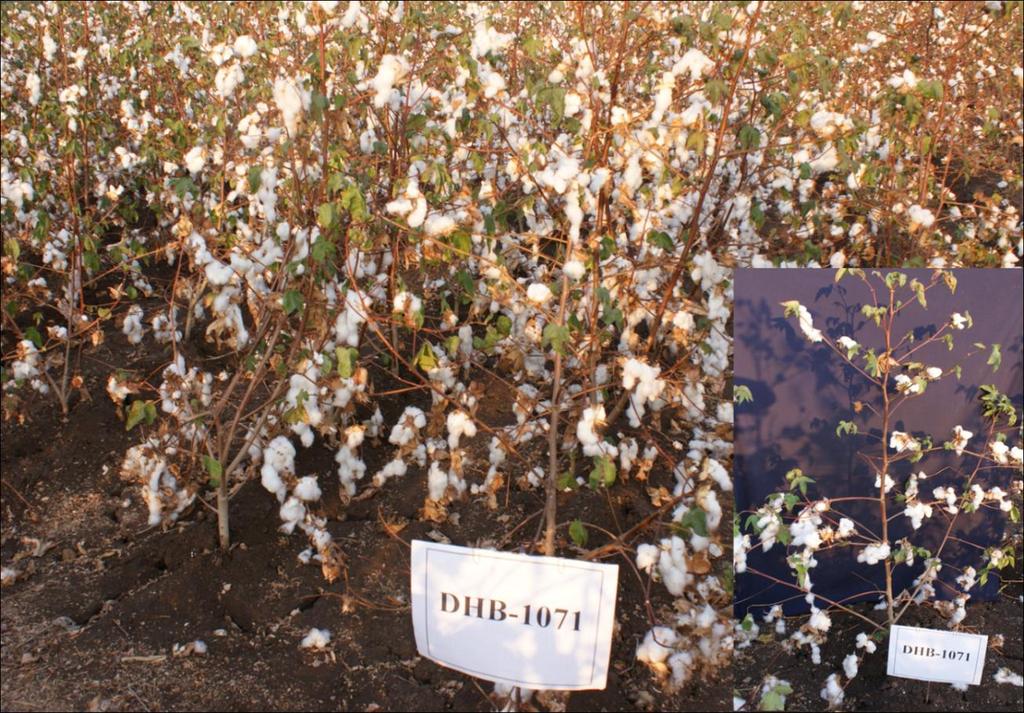 DHB 1071 Cotton hybrid Research Net Work Meet