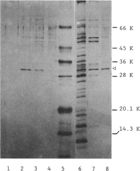 Frctions were collected nd nlyzed for phge-inctivting ctivity (0), totl protein (D), nd conductivity (*). (B) SDS-polycrylmide gel electrophoresis nd silver stining.