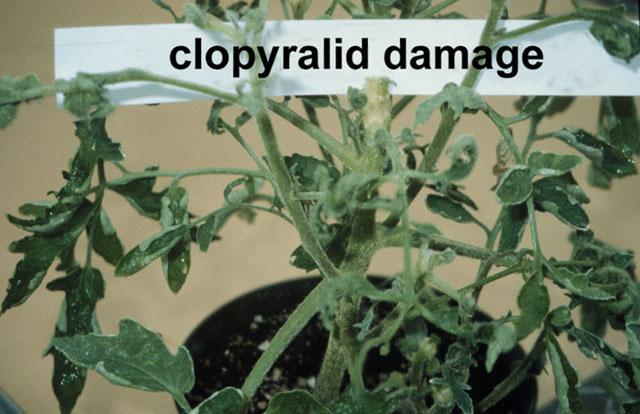 .. herbicides containing picloram or clopyralid can damage some plants