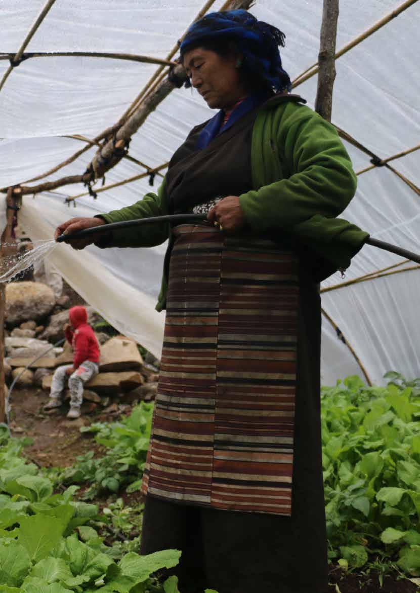 In a mountain village in Kangchenjunga, Pema Sherpa waters vegetables in her greenhouse.