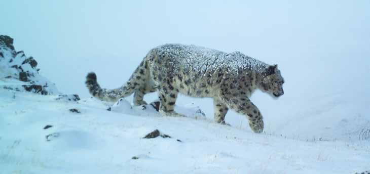 MONGOLIA In the Mongolian Altai Range, the AHM Project has funded climate adaptation work that focuses on improving resilience of grassland ecosystems in snow leopard habitat to climate change