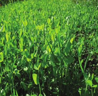 season weeds Austrian Winter Peas Extremely rapid growing nitrogen fixer Quick to decompose,