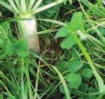 TillageMax Bristol Mix Tillage Radish breaks up soil compaction with its aggressive taproot, creating thick channels 30