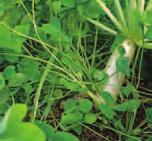 In combination, this outstanding cover crop mixture provides added cover in the spring prior to control.