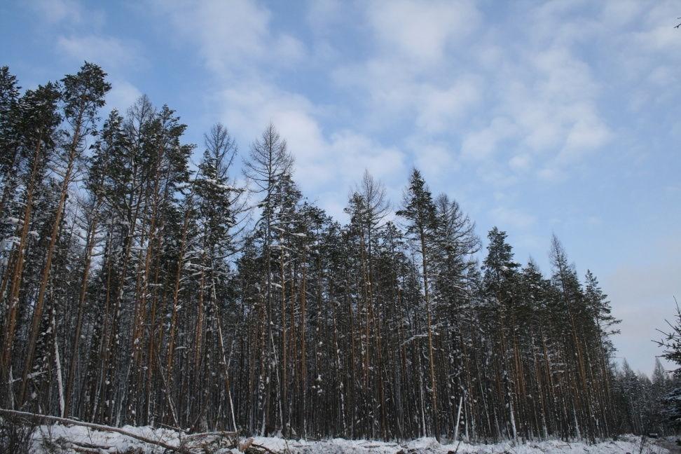 Sustainability in Russia Forest Code and AAC based on sustainability Growth rates greatly exceed harvest volumes but 91% natural regeneration Over 20 million ha certified under FSC.
