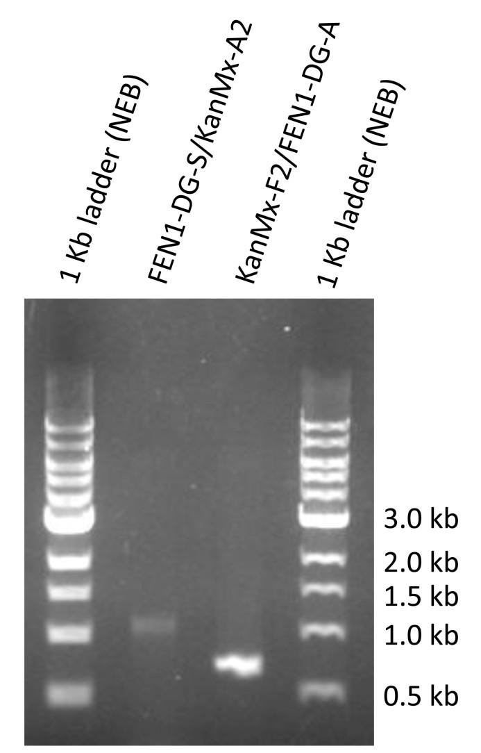 Fig. S1. Diagnostic PCR to confirm deletion of FEN1 gene in putative deletant obtained from Euroscarf.
