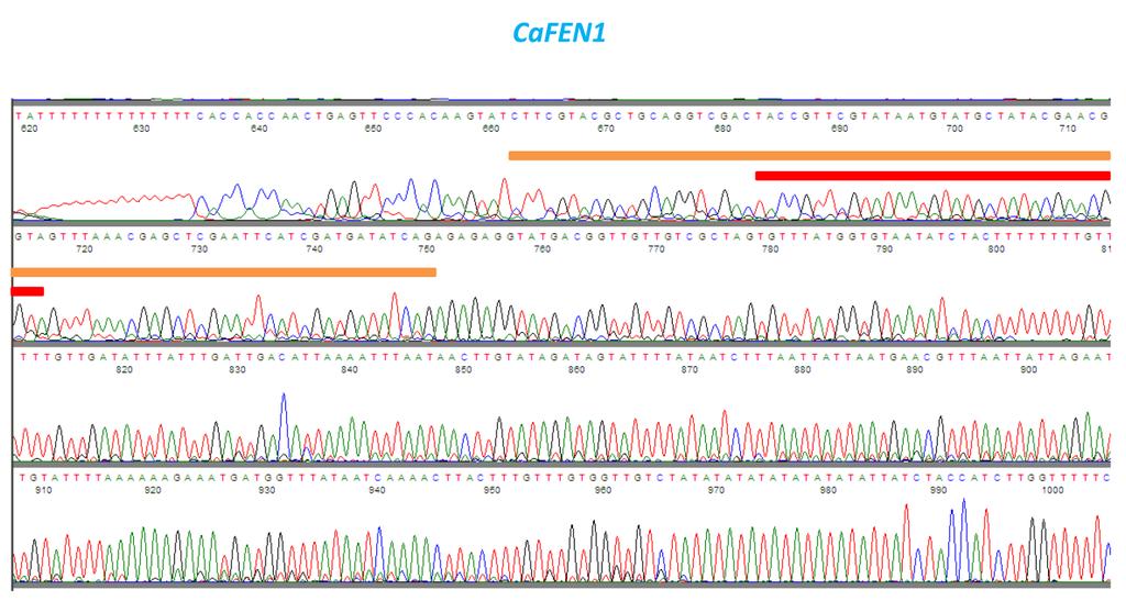 Fig. S5. Sequence of the CaFEN1 locus after eviction of markers by recombination at LoxLE and LoxRE.