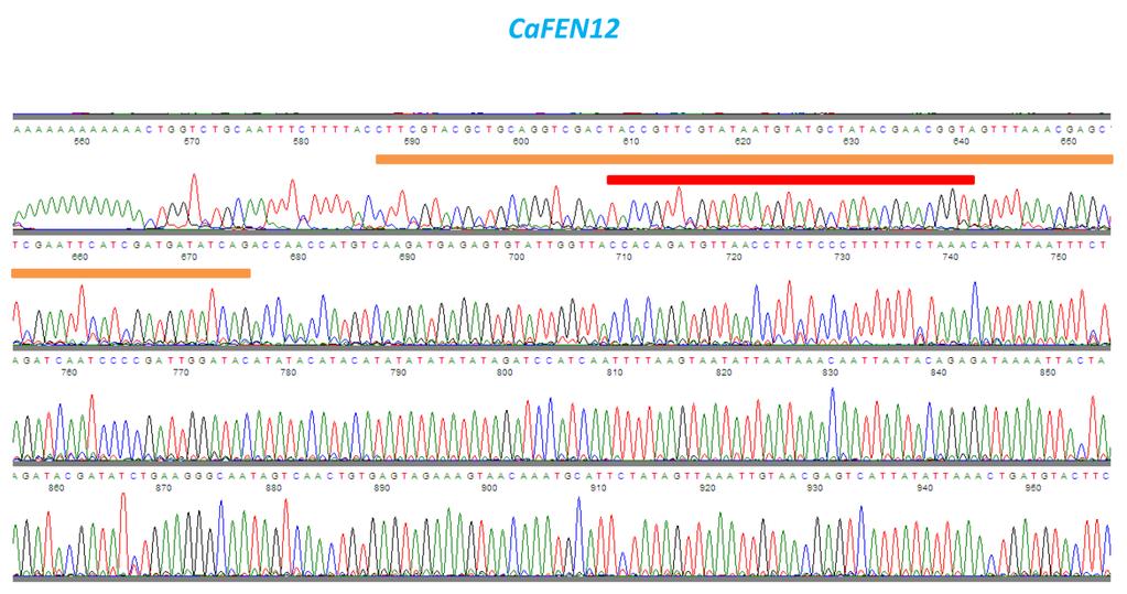 Fig. S6. Sequence of the CaFEN12 locus after eviction of markers by recombination at LoxLE and LoxRE.