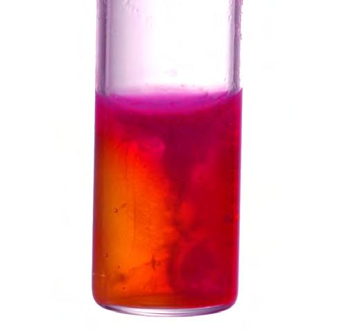 Compatible with strip, or cupule tests. 15ml, each... Z91 Proteus mirabilis in Urea Medium, Rapid, Cat. no. Z54. The pinkred color development is indicative of a positive urease reaction.