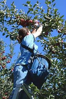 Women Agricultural Workers Precarious work seasonal and contract work We employ people as we need them, but you need to break their expectation of having